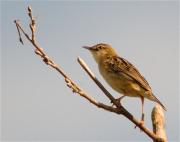 Trist (Cisticola juncidis)