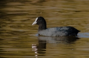 Fotja (Fulica atra)