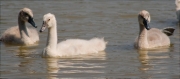 Juvenils de Cigne mut (Cygnus olor)