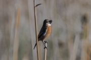 Bitxac comú (Saxicola torquatus).