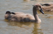 Juvenil de Cigne mut (Cygnus olor)