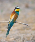 Abellerol (Merops apiaster)