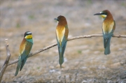 Abellerol (Merops apiaster)