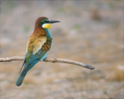 Abellerol (Merops apiaster)