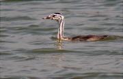 Jove de Cabussó emplomallat (Podiceps cristatus)