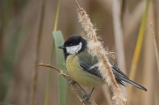 Mallerenga carbonera (Parus major)