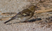 Femella de Pinsà comú (Fringilla coelebs)