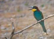 Abellerol (Merops apiaster)