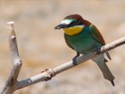 Abellerol (Merops apiaster)