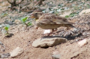 Pardal roquer (Petronia petronia)