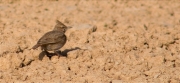 Cogullada vulgar (Galerida cristata)