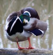 Mascle d'Ànec collverd (Anas platyrhynchos)