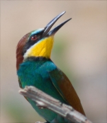 Abellerol (Merops apiaster)