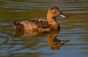 Femella de Morell de cap-roig (Aythya ferina)