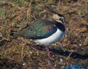 Fredeluga (Vanellus vanellus) 1/2