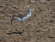 Infantil de Cames llargues (Himantopus himantopus)