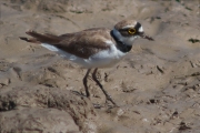 Corriol petit (Charadrius dubius)