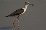 Cames llargues (Himantopus himantopus)