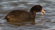 Fotja (Fulica atra)