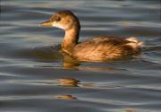 Jove de Cabusset (Tachybaptus ruficollis)