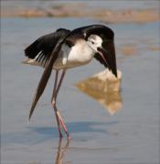 Cames Llargues (Himantopus himantopus)