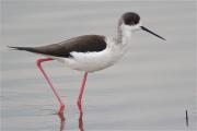 Cames Llargues (Himantopus himantopus)