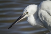 Retrar d'un martinet blanc (Egretta garzetta)