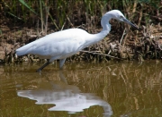 Martinet blanc (Egretta garzetta)