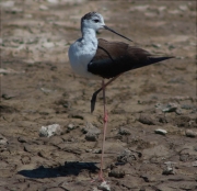 Cames llargues (Himantopus himantopus)