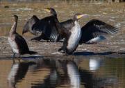 Corb marí gros (Phalacrocorax carbo)