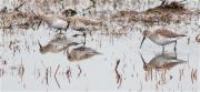 Territ variant (Calidris alpina) i Territ bec-Llarg (Calidris ferruginea)