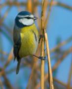 Mallerenga blava (Parus caeruleus)