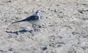 Jove de Cuereta blanca (Motacilla alba)