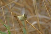 Mosquitero común