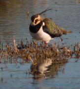 Fredeluga (Vanellus vanellus)