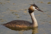 Cabussó emplomallat (Podiceps cristatus)