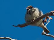 Pardal comú (Passer domesticus)