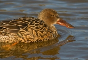 Femella d'Ànec cullerot (Anas clypeata)