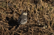 Cuereta blanca vulgar (Motacilla alba)