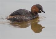 Cabusset (Tachybaptus ruficollis)