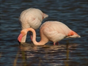 Flamenc (Phoenicopterus ruber)