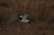 Bernat pescaire (Ardea cinerea)