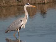 Bernat pescaire (Ardea cinerea)