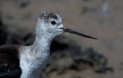 Cames Llargues (Himantopus himantopus)