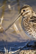 Retrat de becadell comú (Gallinago gallinago)