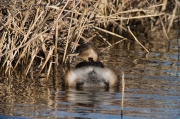 Cabusset (Tachybaptus ruficollis)