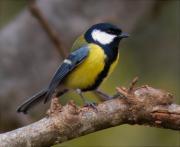 Mallerenga carbonera (Parus major) 3/3