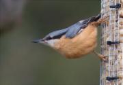 Pica-soques blau (Sitta europaea) 1/2