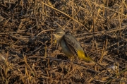 Cuereta torrentera (Motacilla cinerea)