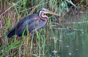 Agró roig (Ardea purpurea)